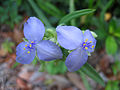 Spiderwort (Tradescantia obiensis)